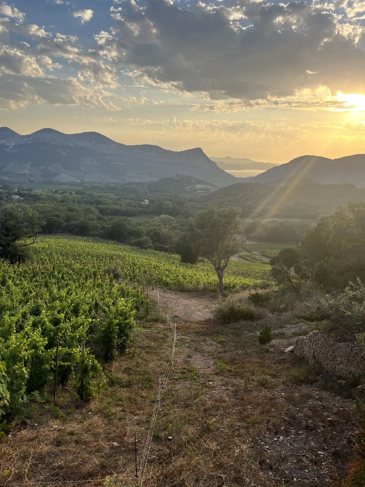 Vue sur la Conca d'Oro