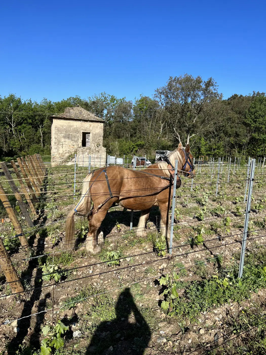 La bergerie et le cheval