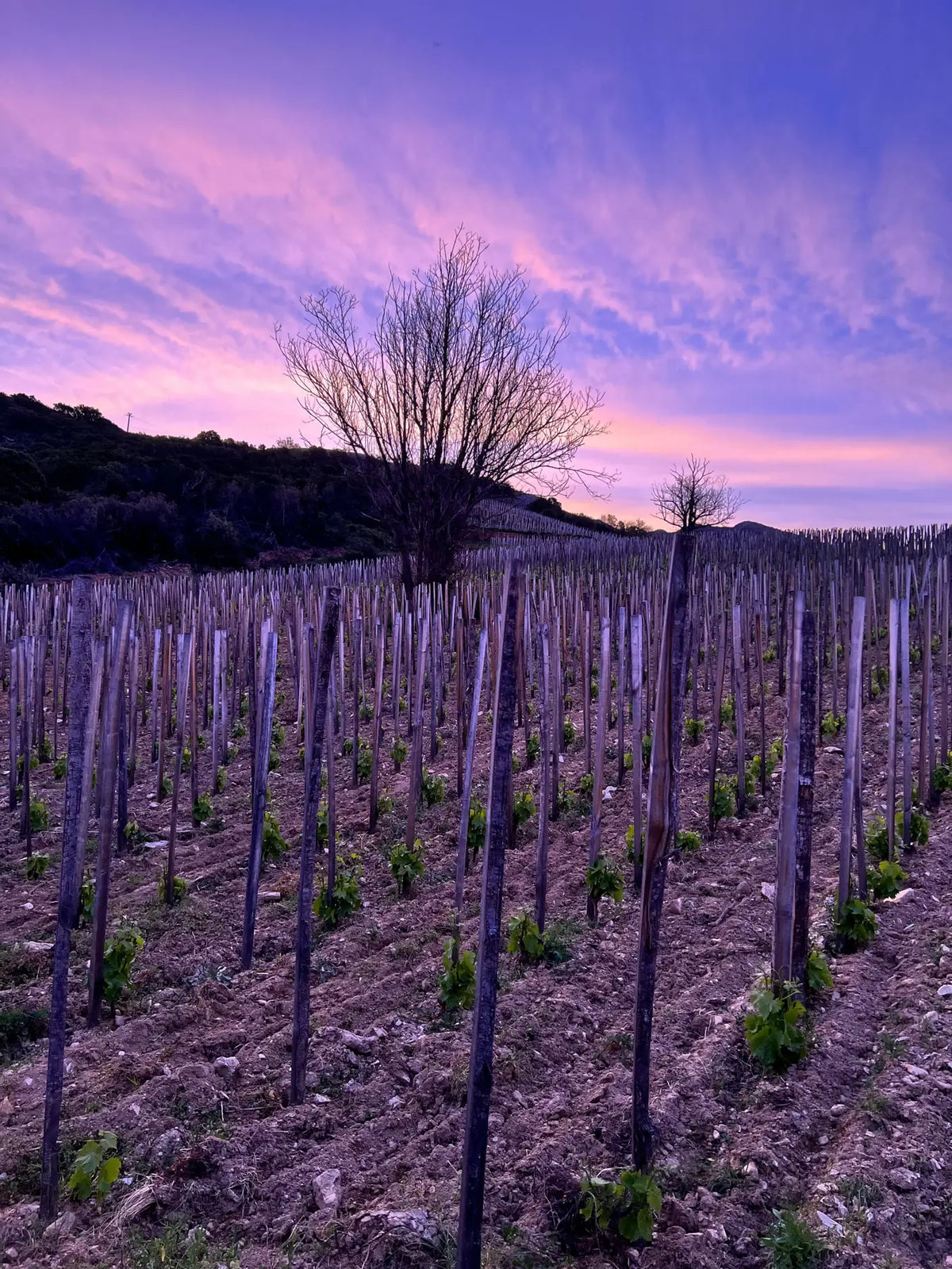 Jeunes vignes au crépuscule
