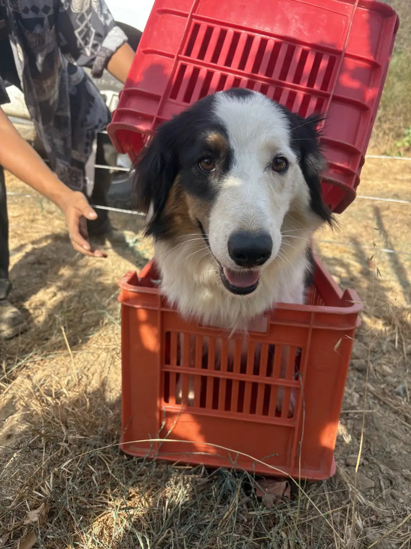 Le chien du domaine dans une caissette