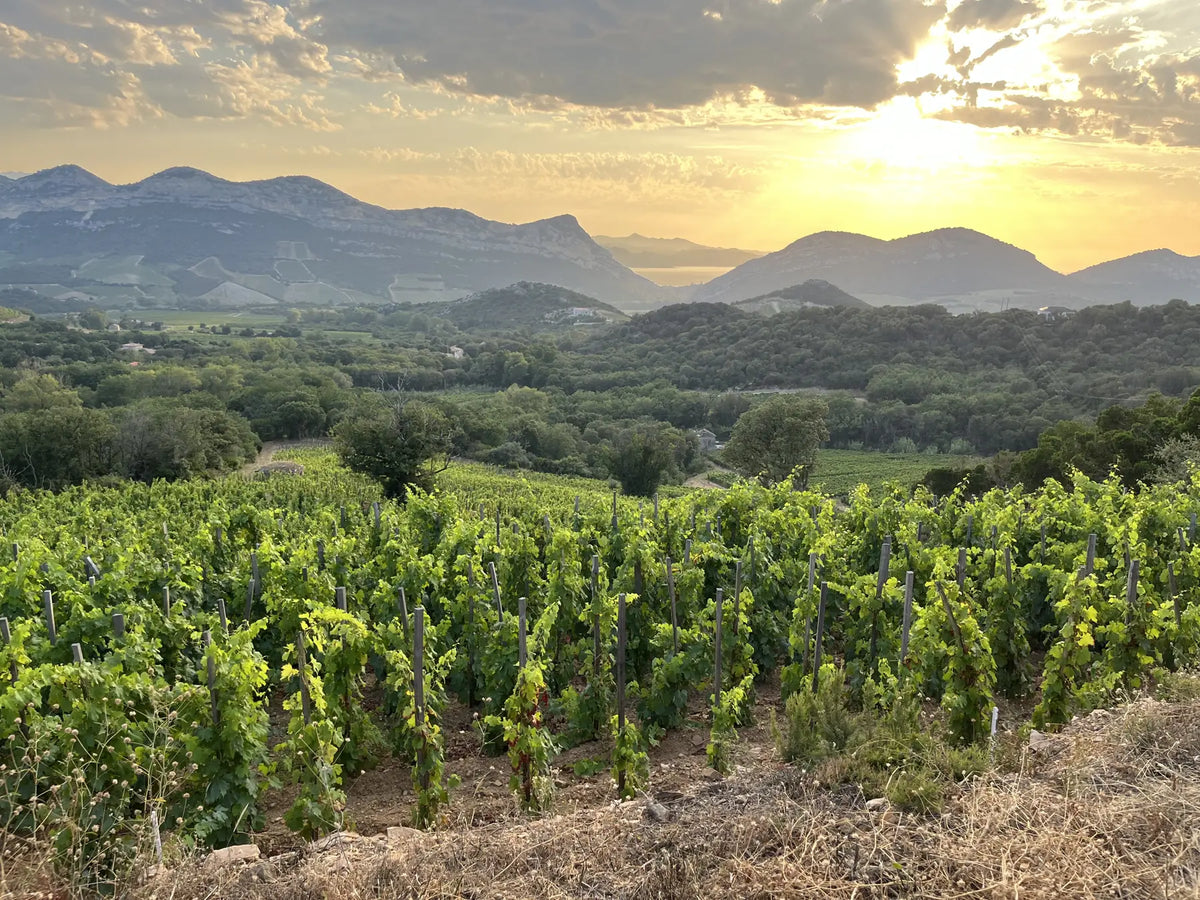 Vignes au coucher du soleil, Patrimonio