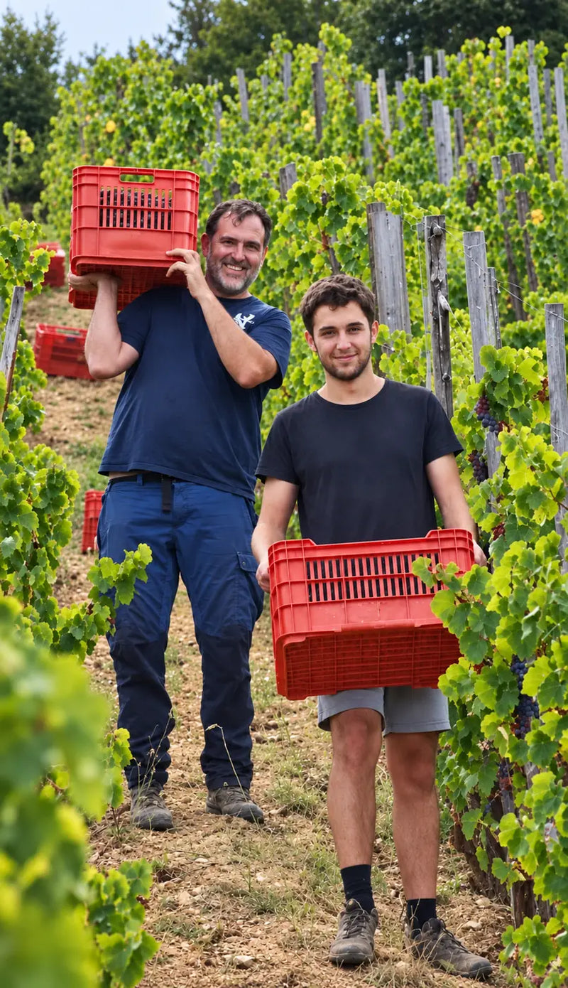 L'équipe de vendangeurs dans les rangs